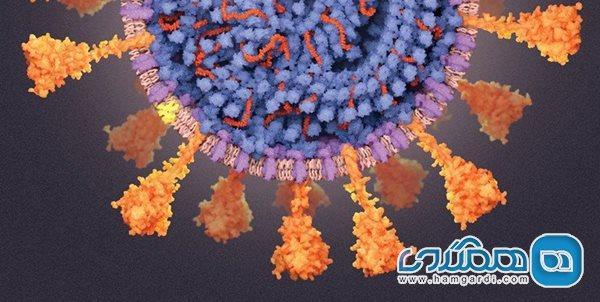 اسپری بینی رشد ویروس کرونا را کاهش می دهد اسپری بینی رشد ویروس کرونا را کاهش می دهد