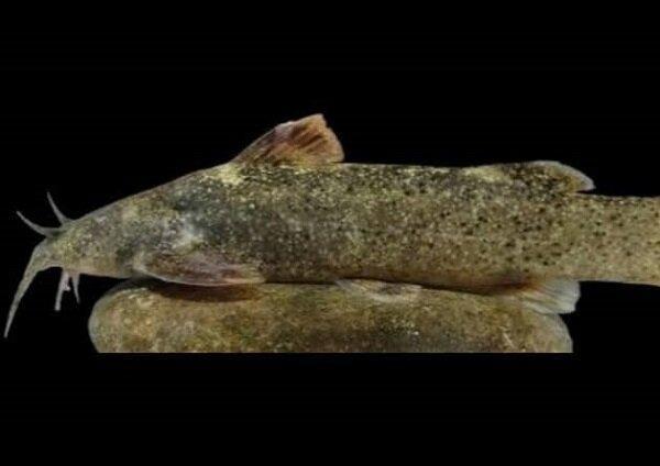 ثبت گونه نو ماهی کشف شده به نام علی دایی