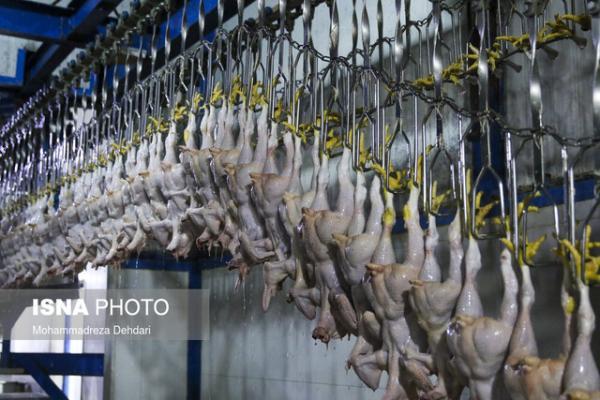 ذخیره مرغ در فارس کافی است، ورود 190 هزارتن روغن به بنادر کشور