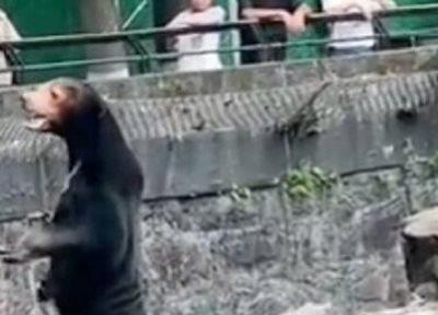 گردشگران برای تماشا خرس شبیه انسان به باغ وحش چین می روند